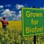 Change management: Biofuels and Climate – A Benefit?