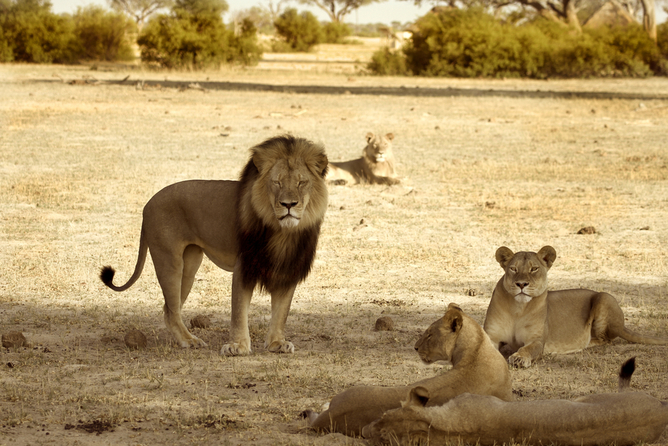 Crisis PR: Cecil the lion – social media unites us